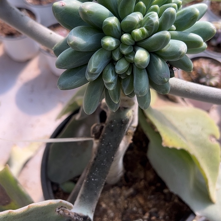 卡布其诺群生缀化多肉