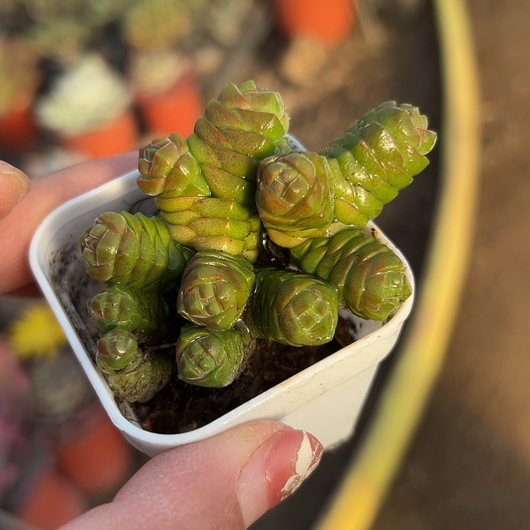 多肉植物绒塔群生