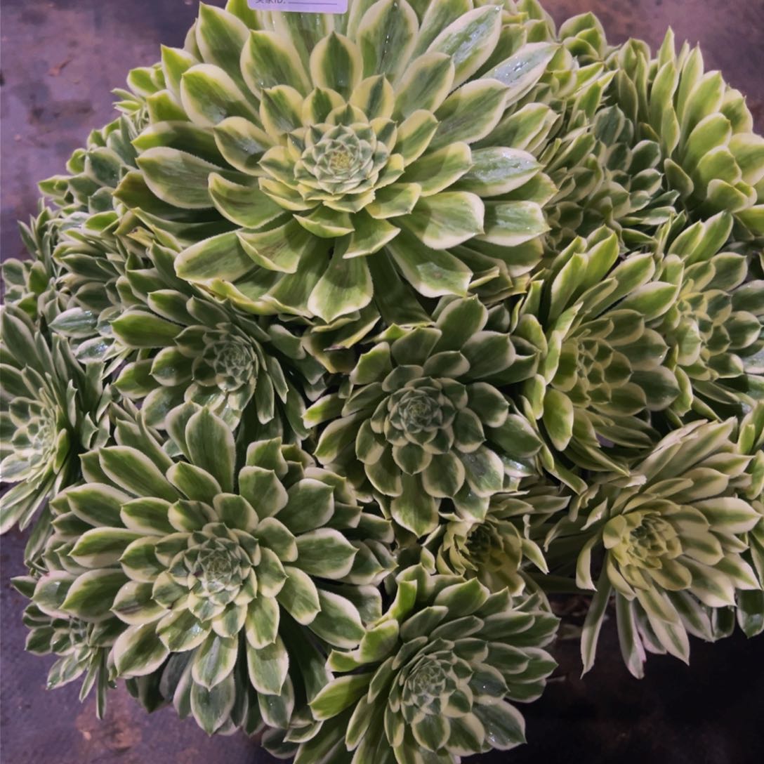 碧浪多肉植物798