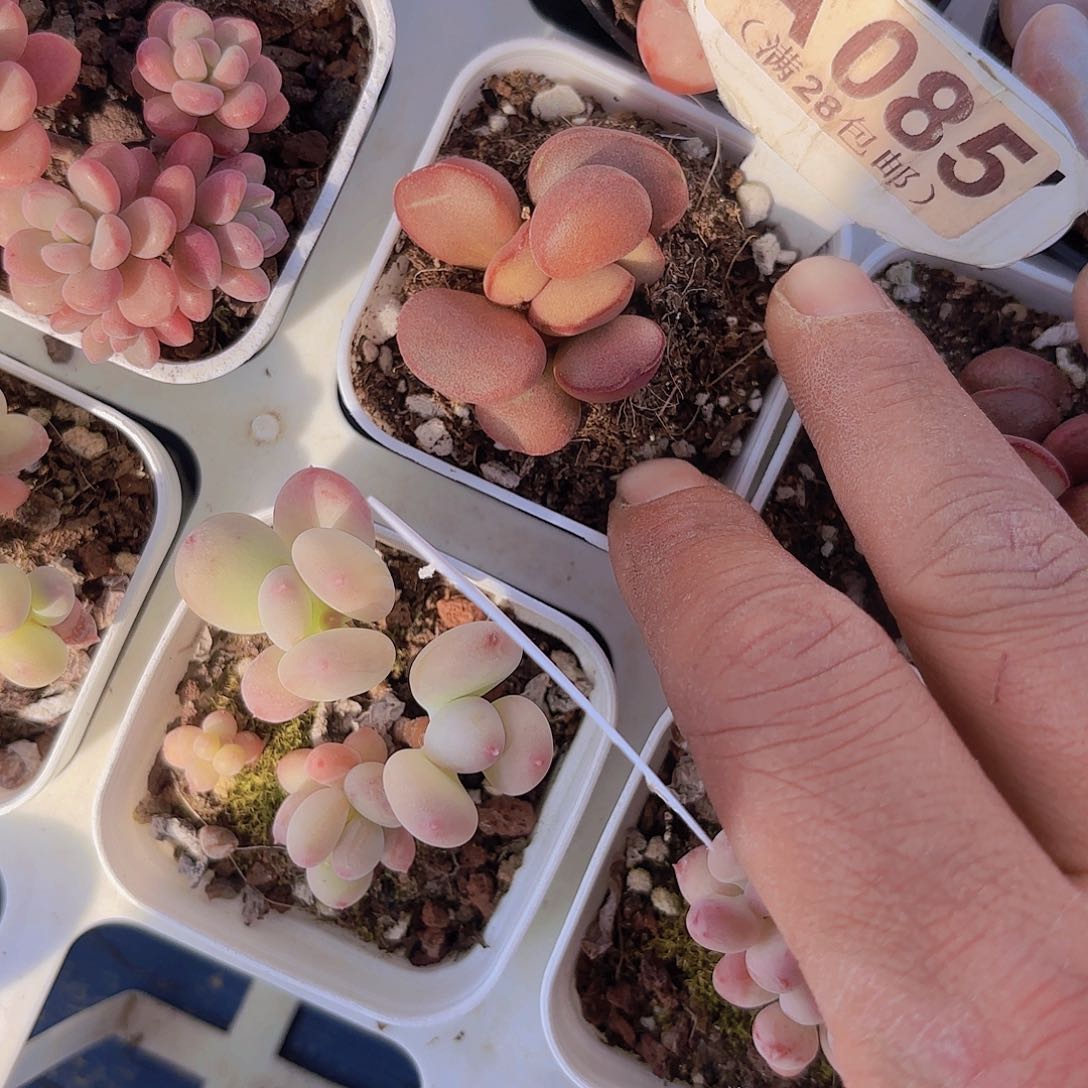 A085红蛋一物一拍