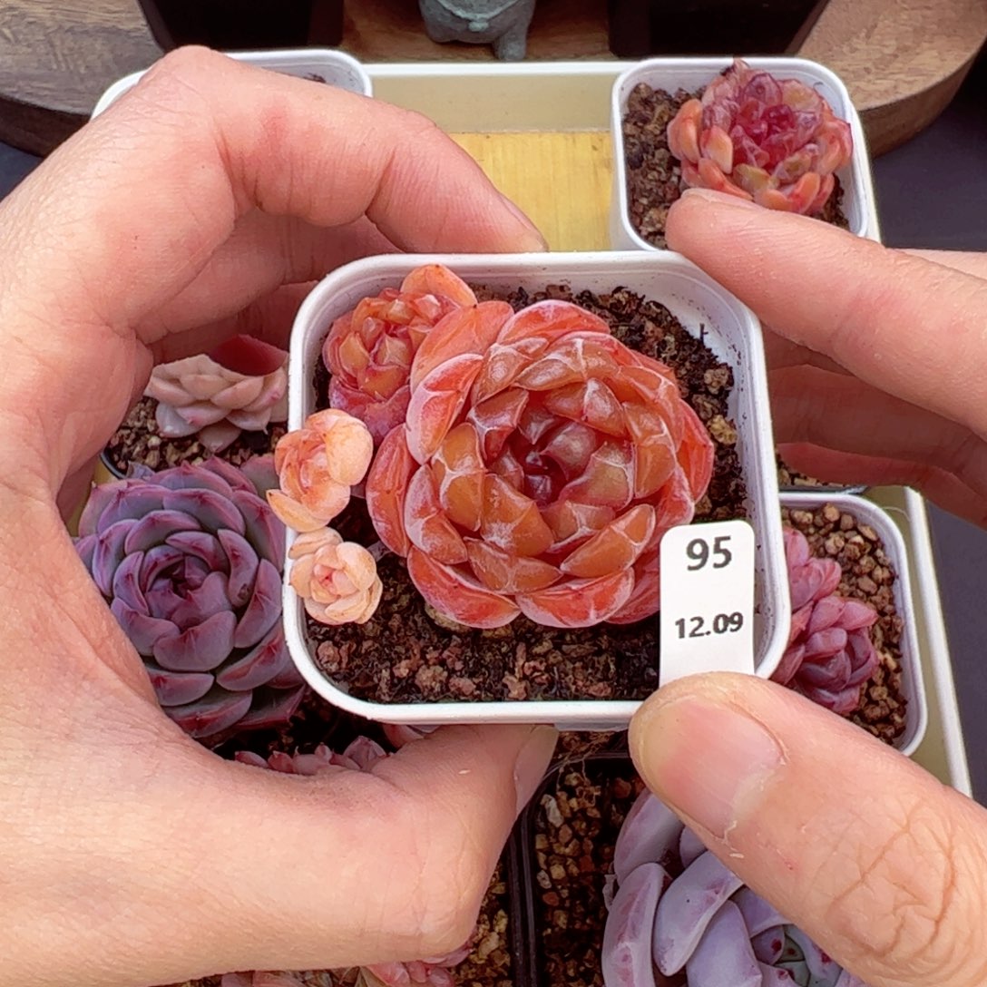 好好看95、哈哈哈哈