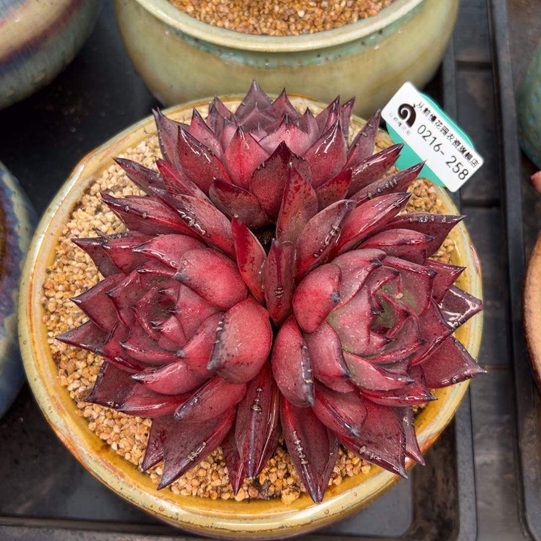 多肉一物一拍0216-258