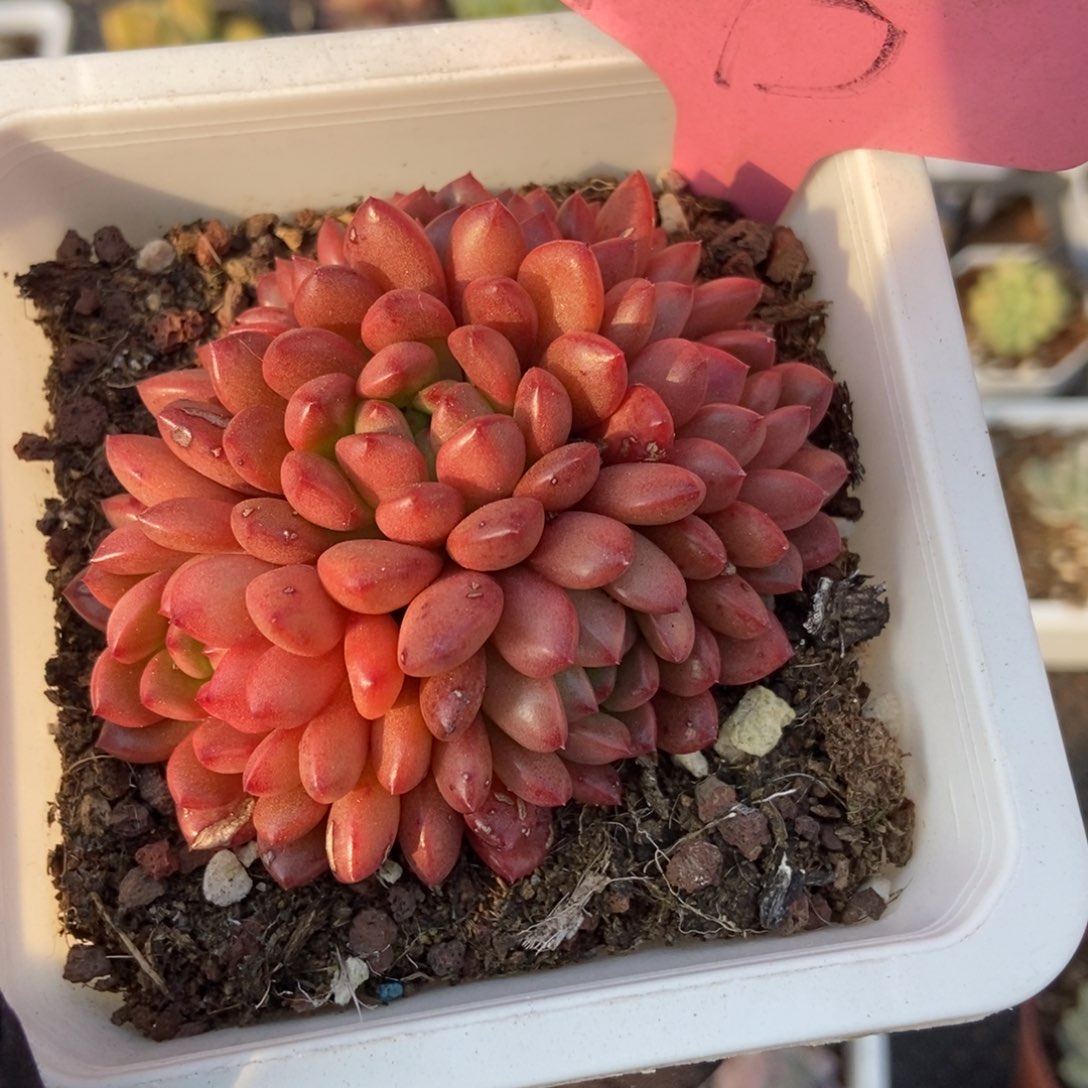 173红宝石多肉植物保护