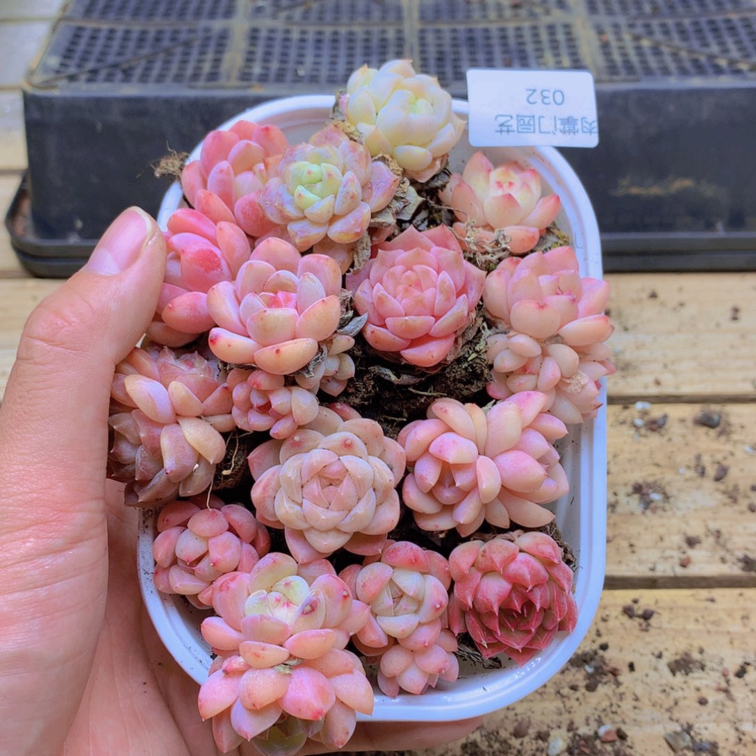 我要去看你了啊032