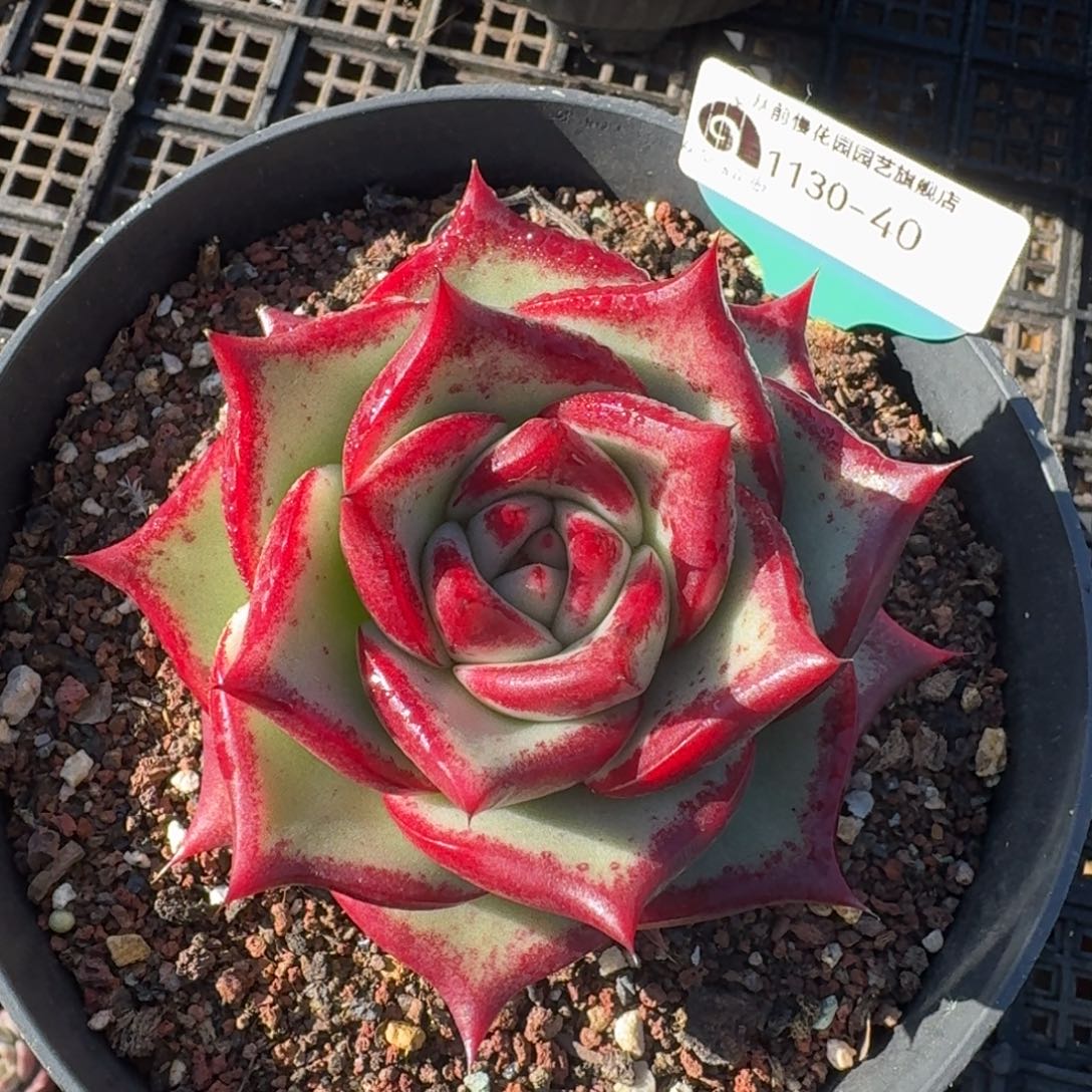 从前慢多肉精选编号1130.40