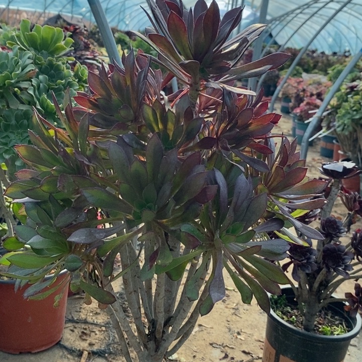黑法多肉植物62。    
