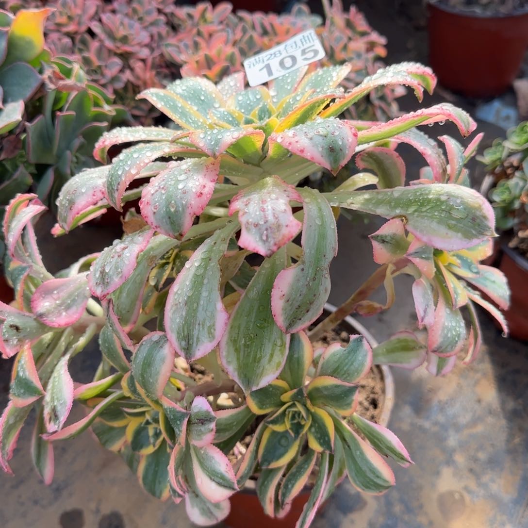 灿烂多肉105满28包邮断枝不包