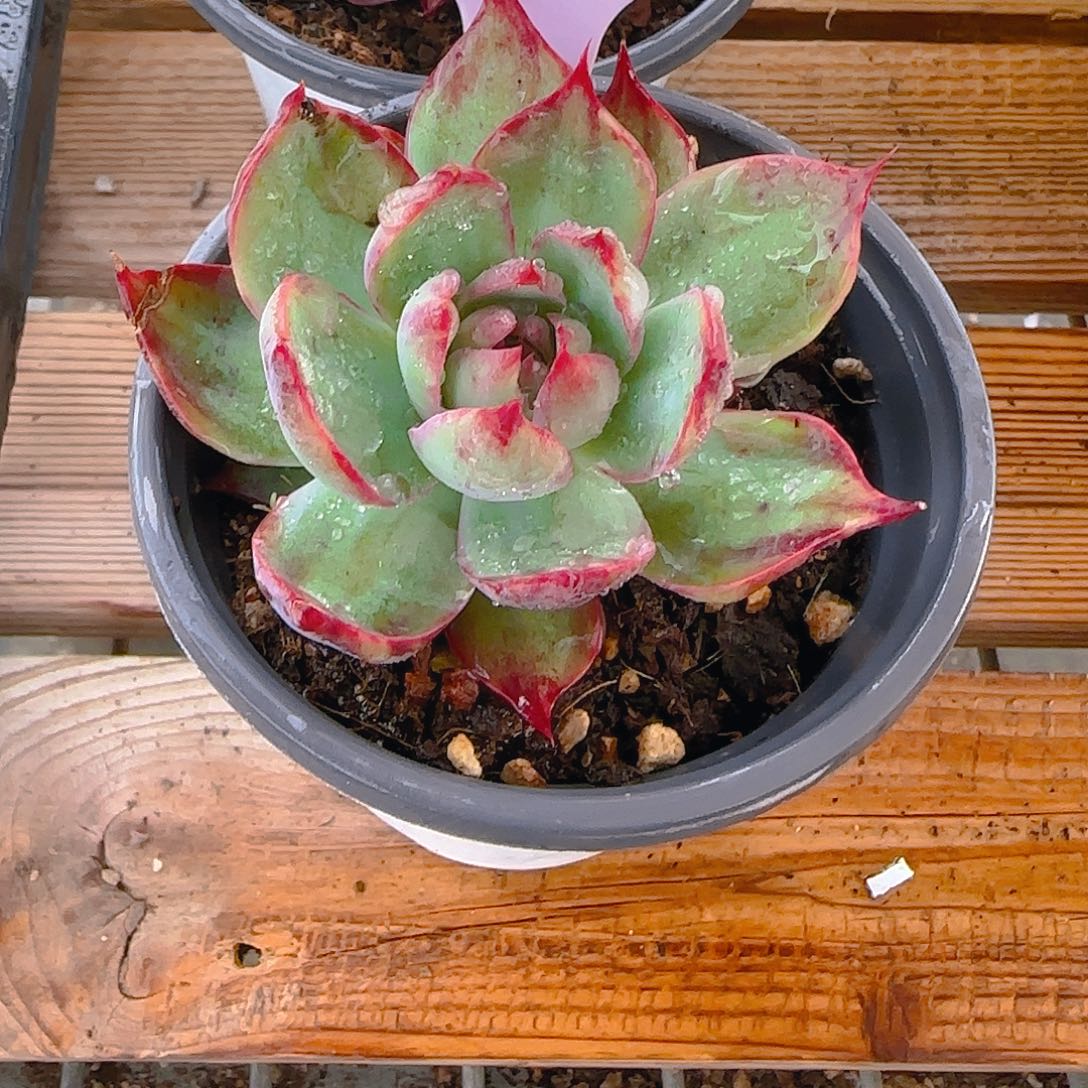 V9 惊鸿仙子多肉植物