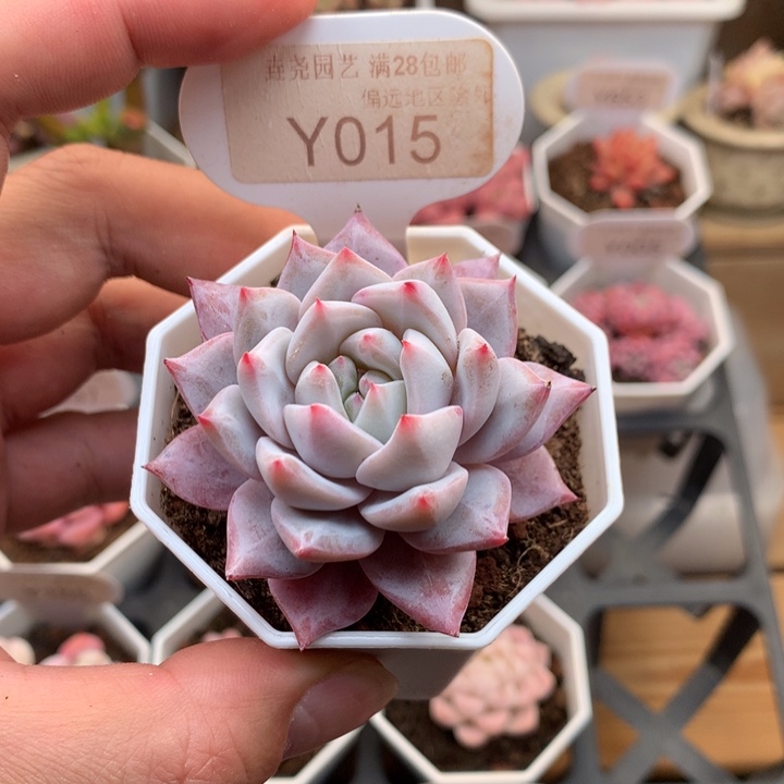 •*•0015粉蓝鸟5厘米