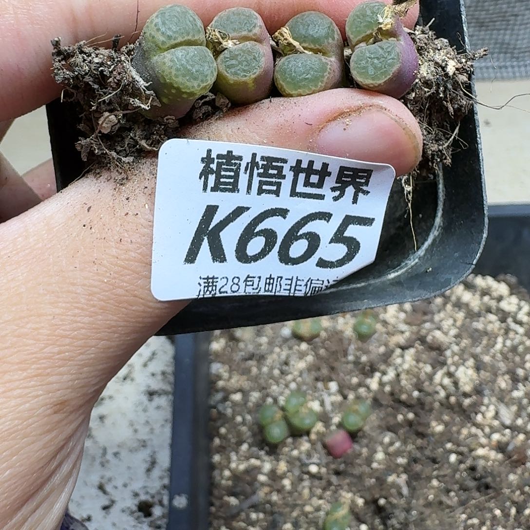 多肉植物的人Fhnj