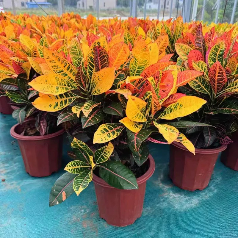 七彩变叶木盆栽室内外花卉绿植观赏盆景