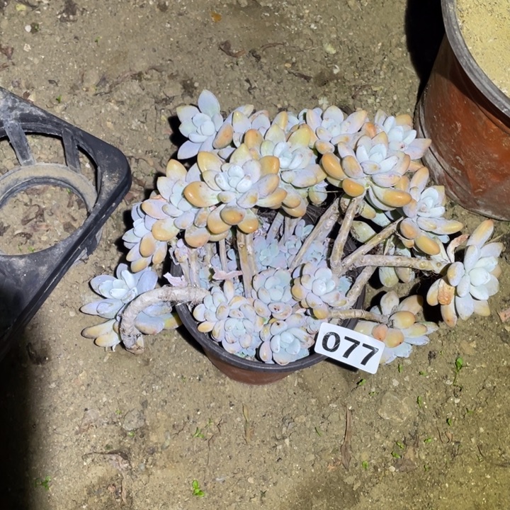 077号多肉植物洛神