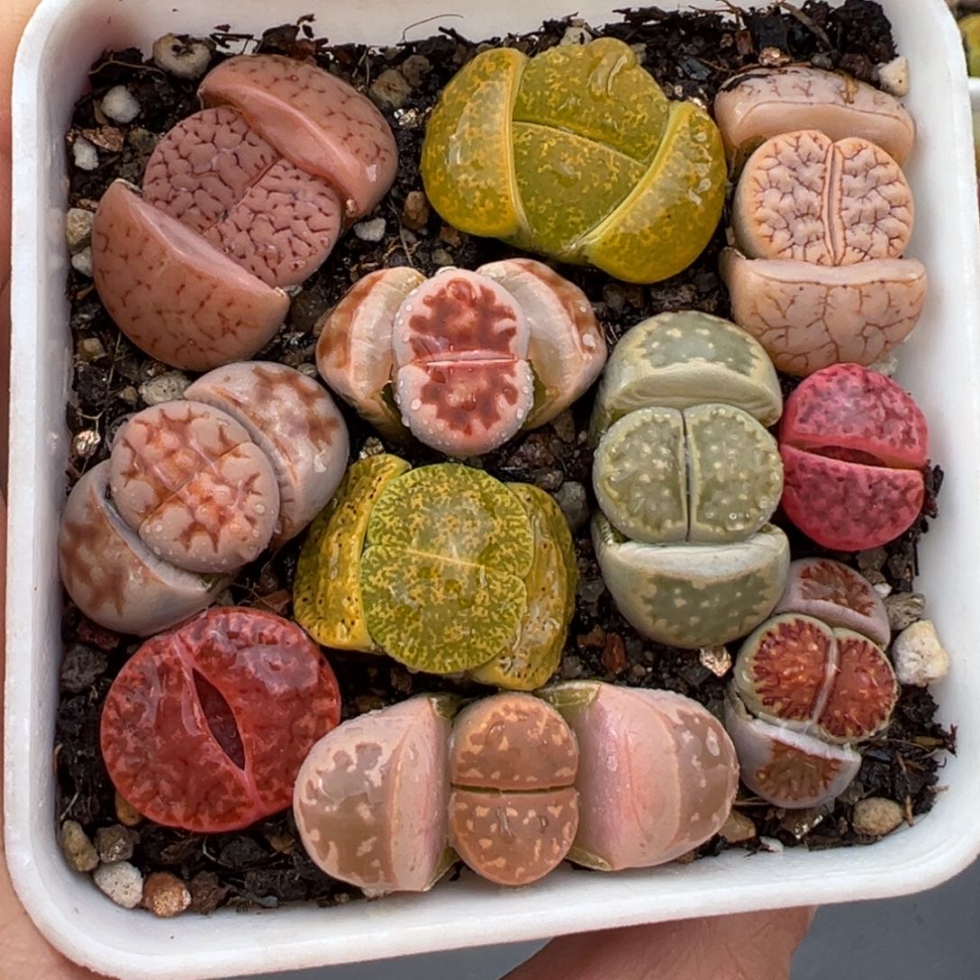 2.19好看的多肉324