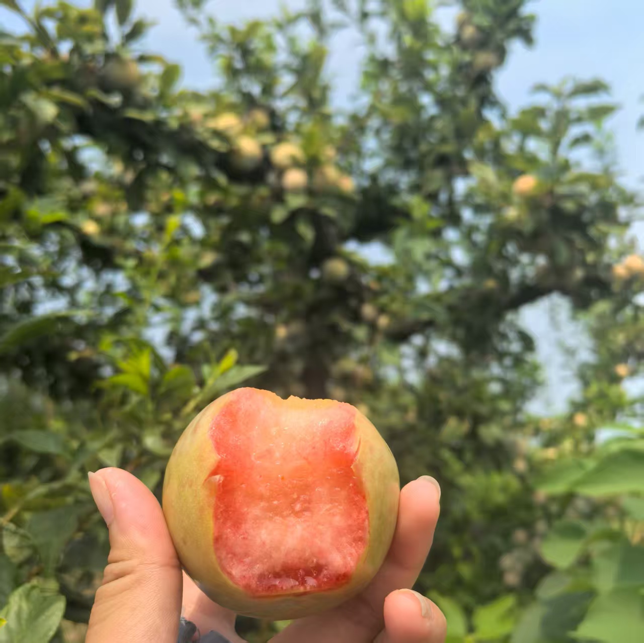 恐龙蛋酸甜口新鲜采摘多汁青皮红心李子