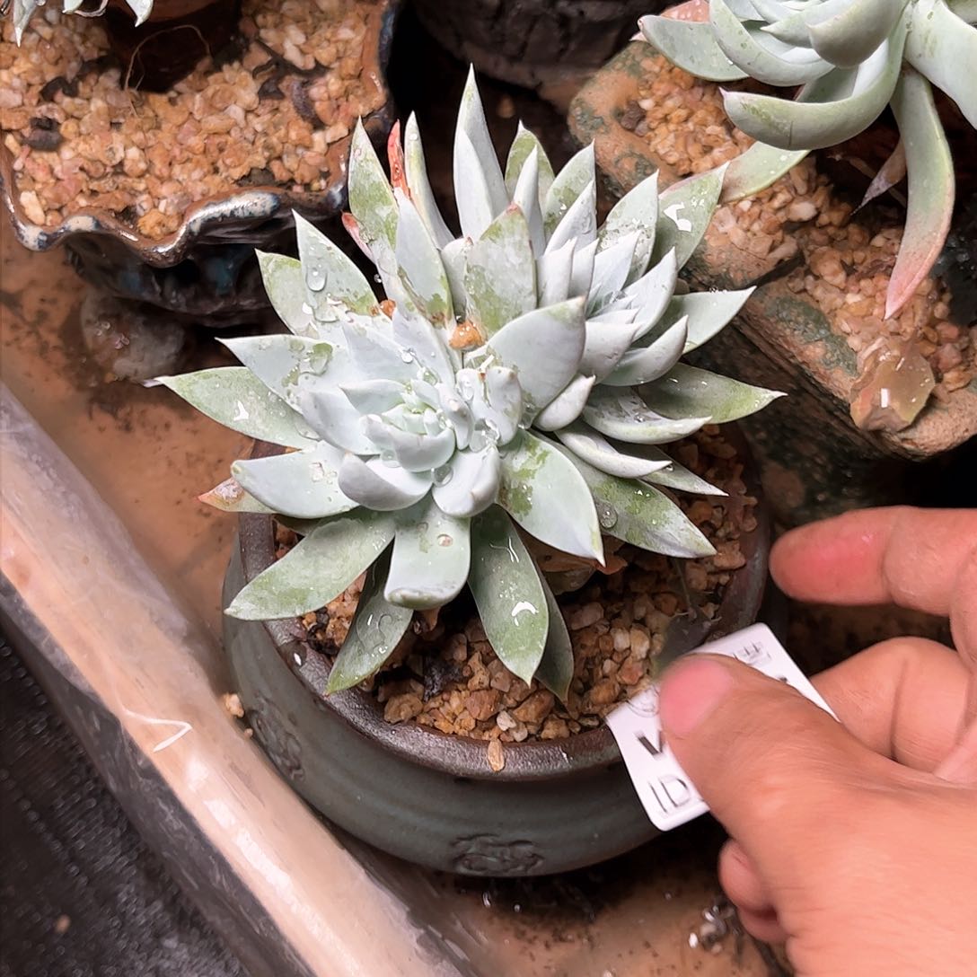 8772牡丹苹果叶多肉