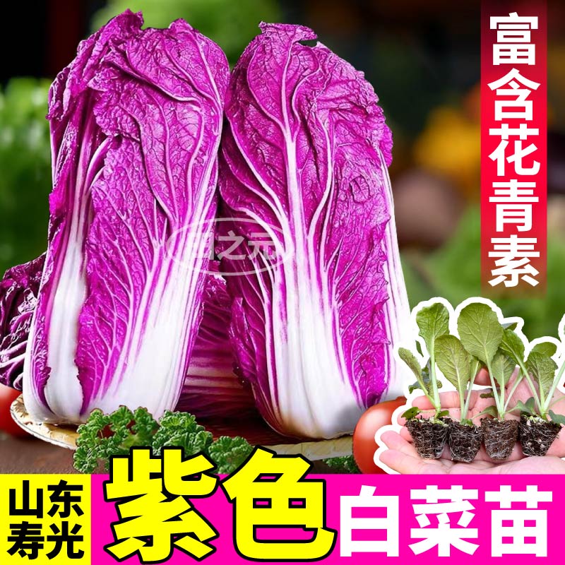 高产紫白菜秧苗带土球黄心白菜紫罗兰白菜蔬菜苗四季大田庭院种植