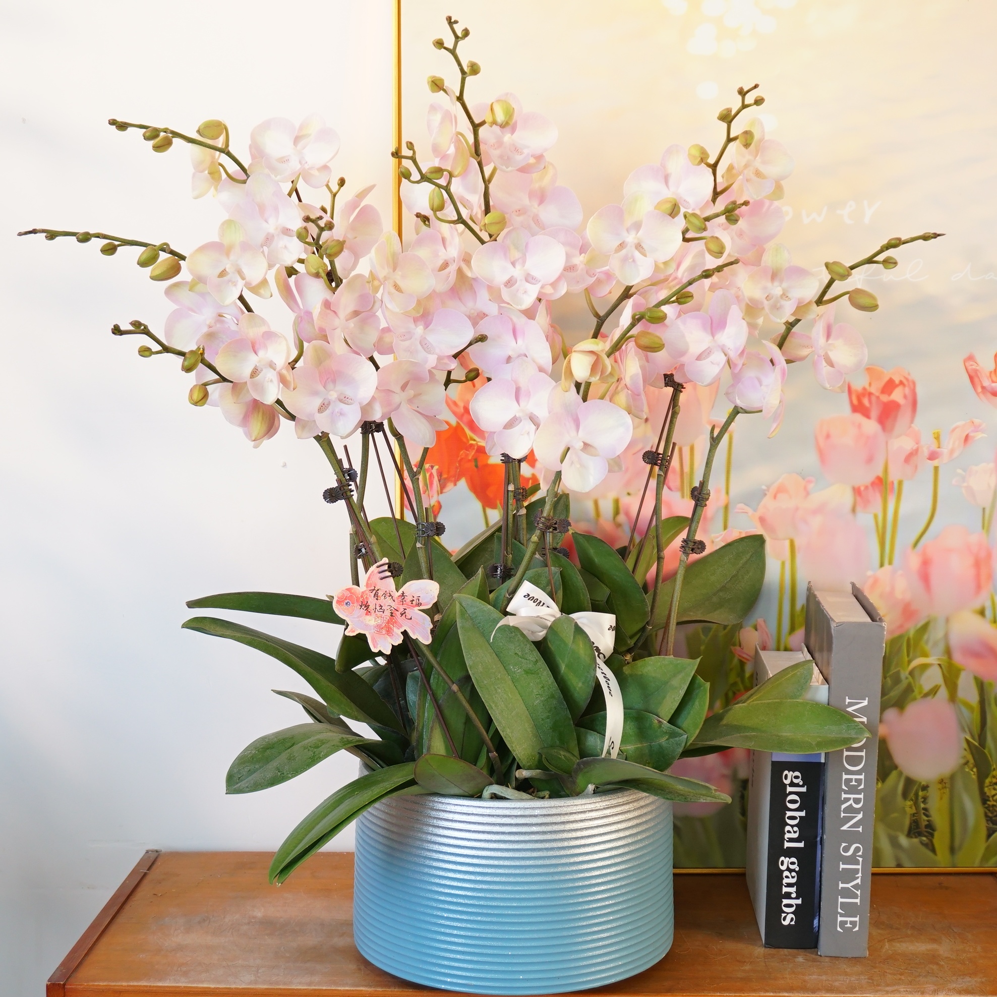 【威尼斯】蝴蝶兰鲜花喜庆大组盆开花株室内绿植 养兰基地