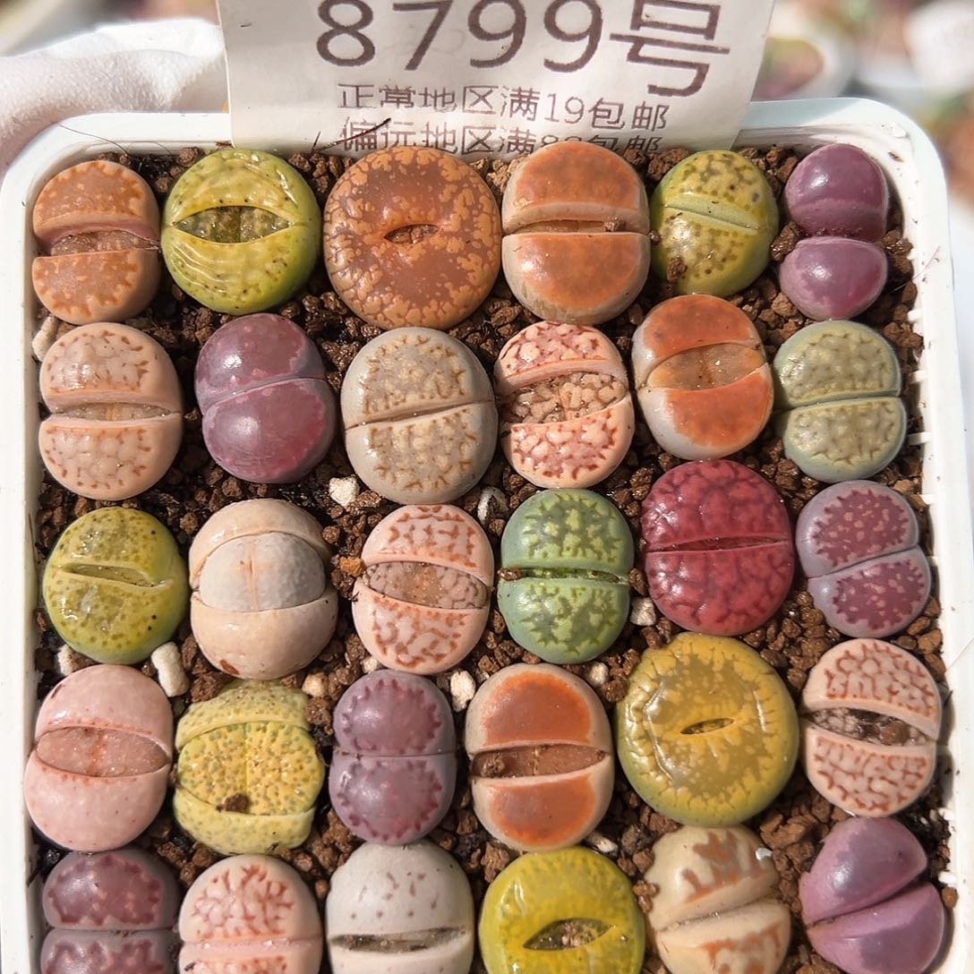 好养易活生石花大母本8799