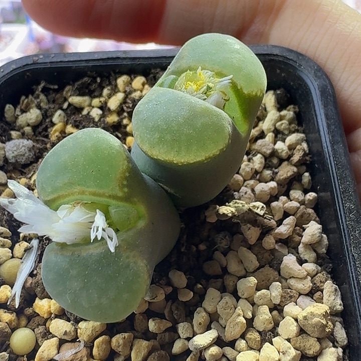 66号双头风铃一物一拍有裂伤