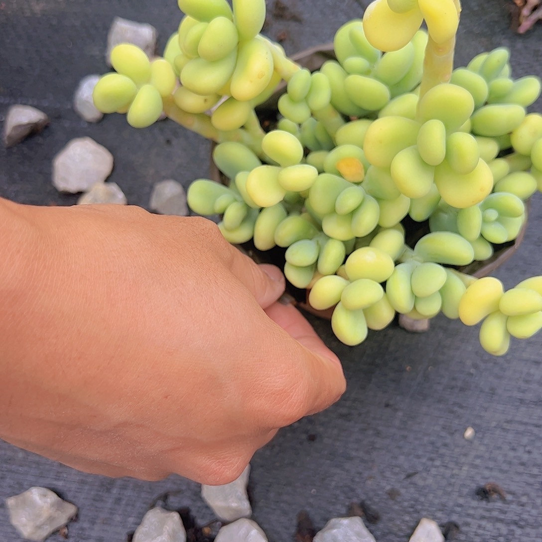 香蕉美人 多头群生