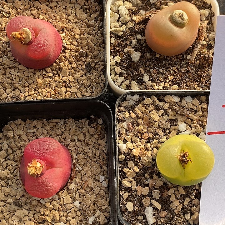 2629彩色母本带盆4颗