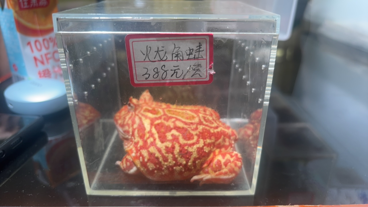 超大号火龙角蛙在线售卖