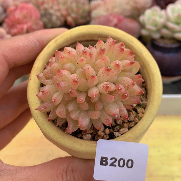 一物一拍满38包邮A200