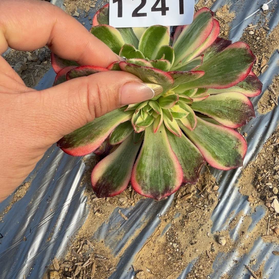 1241，黑魔锦。多肉植物