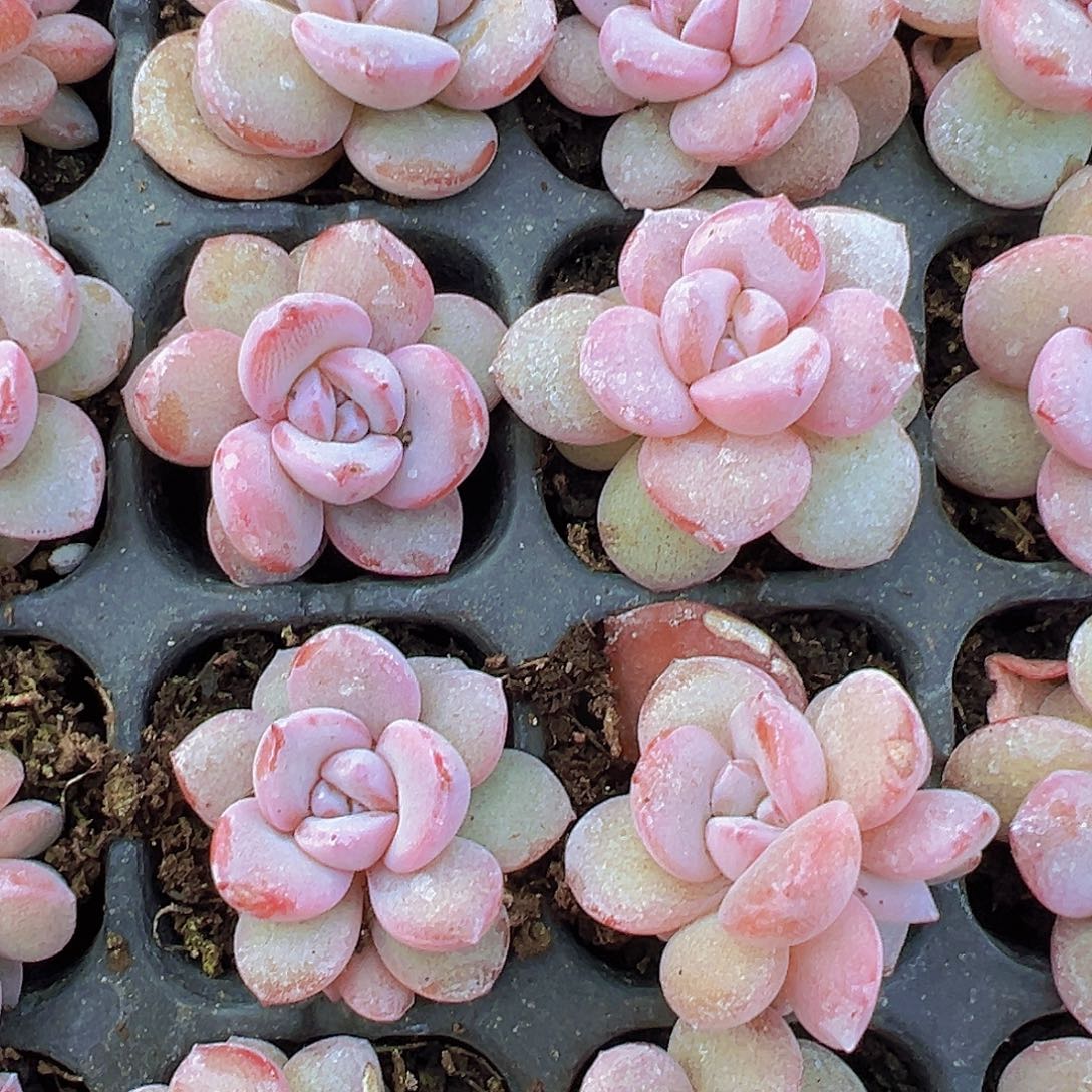 穴盘韩版奶茶3颗19包邮多肉