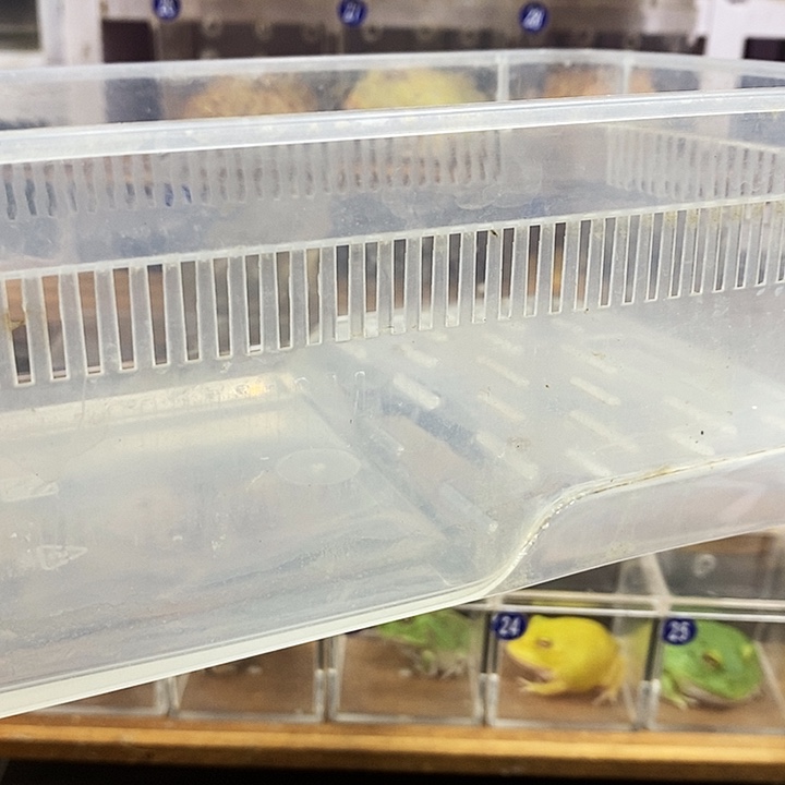 能***下角蛙角蛙饲养盒一个