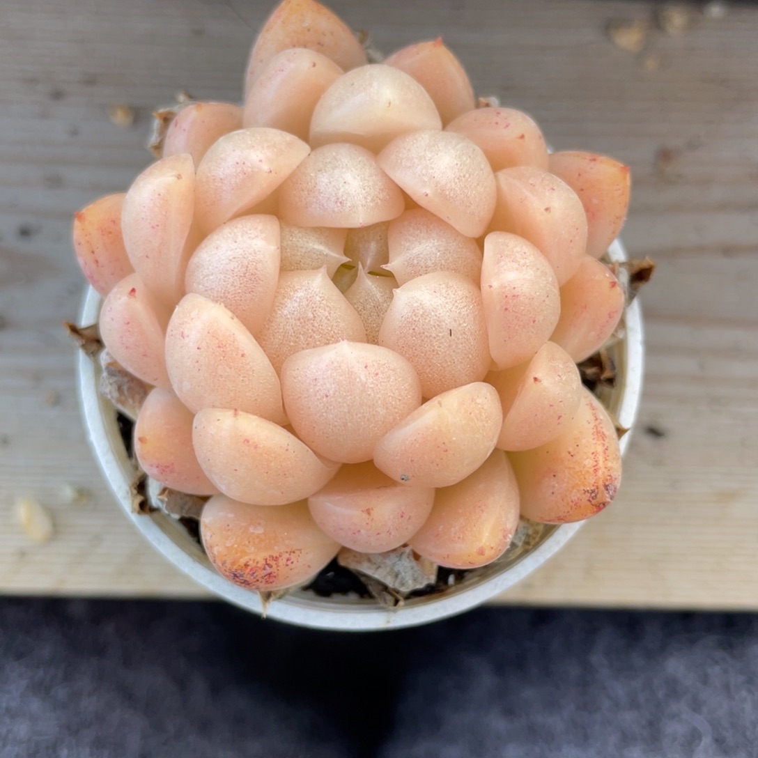 Z优选麦杆多肉福利2634