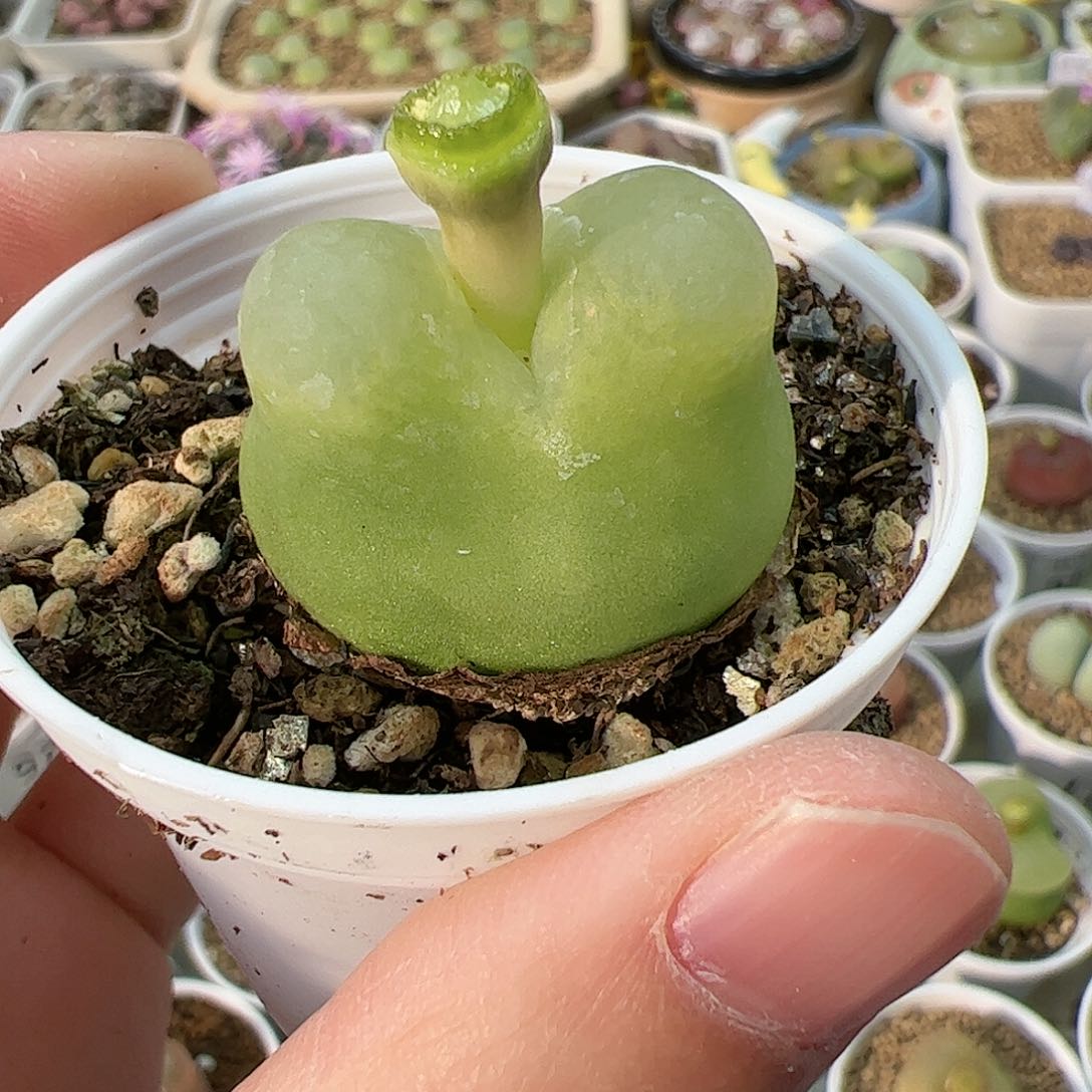 【闪购商品】2 绿色