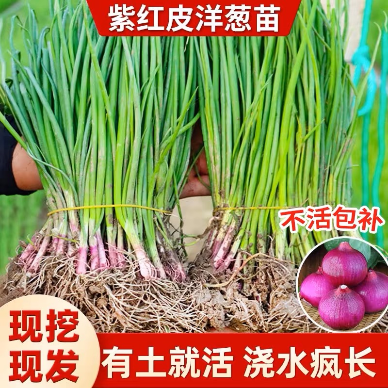 水果紫皮洋葱苗秧苗带根老品种红皮特大圆洋葱种植苗耐寒本地