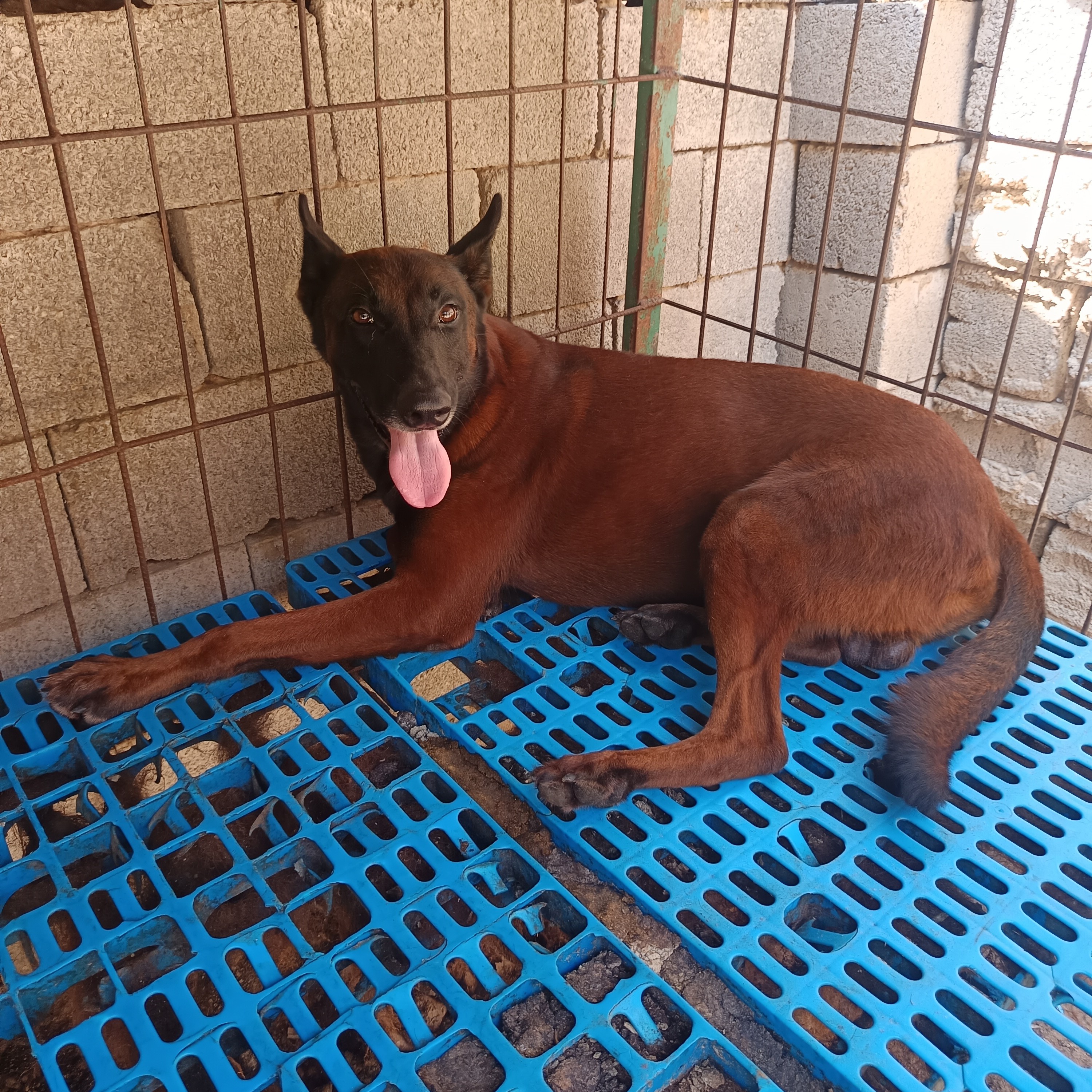 御犬阁爆红马犬工作犬纯种马犬宠物活体链接（一物一拍）