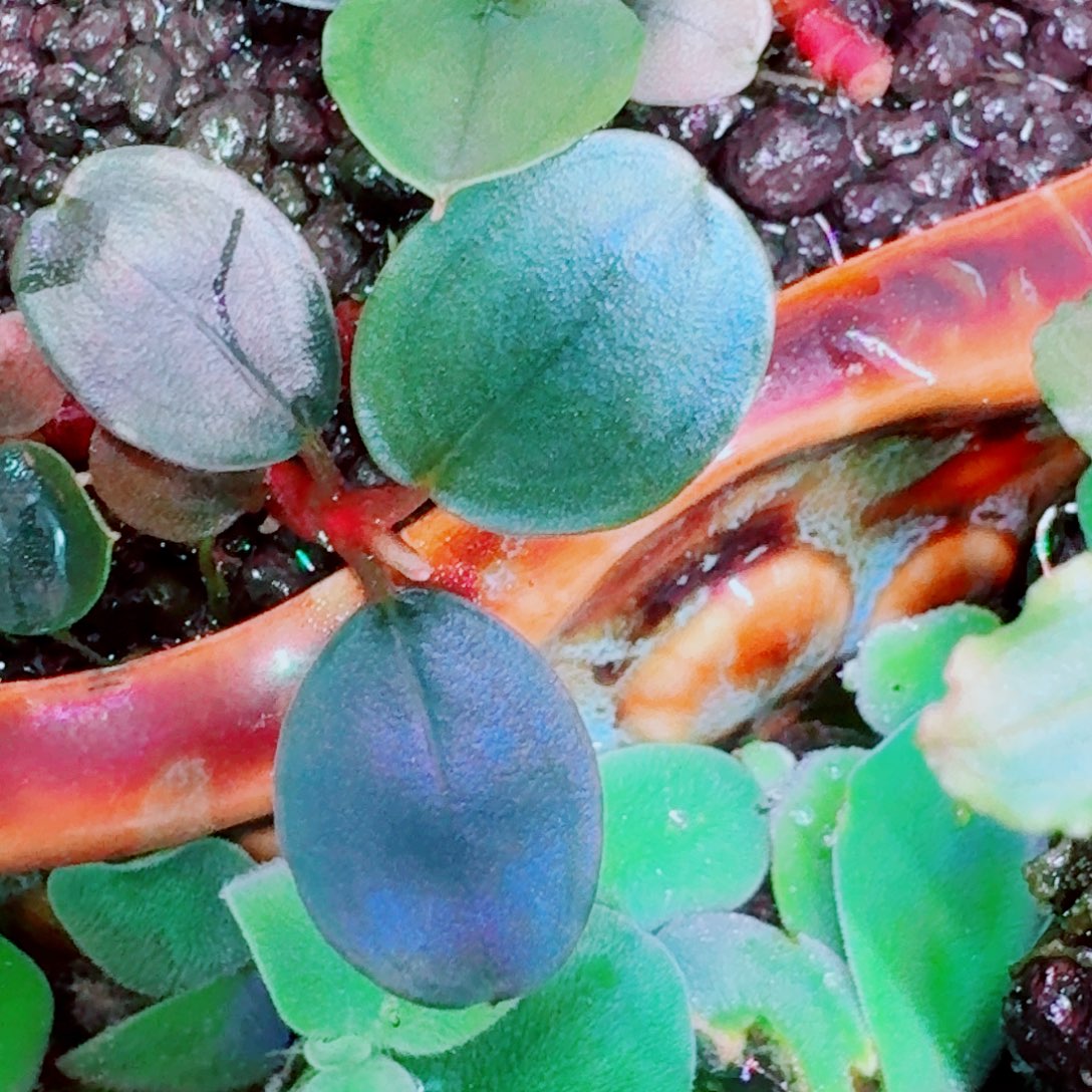 无花朵3福利价一头植物