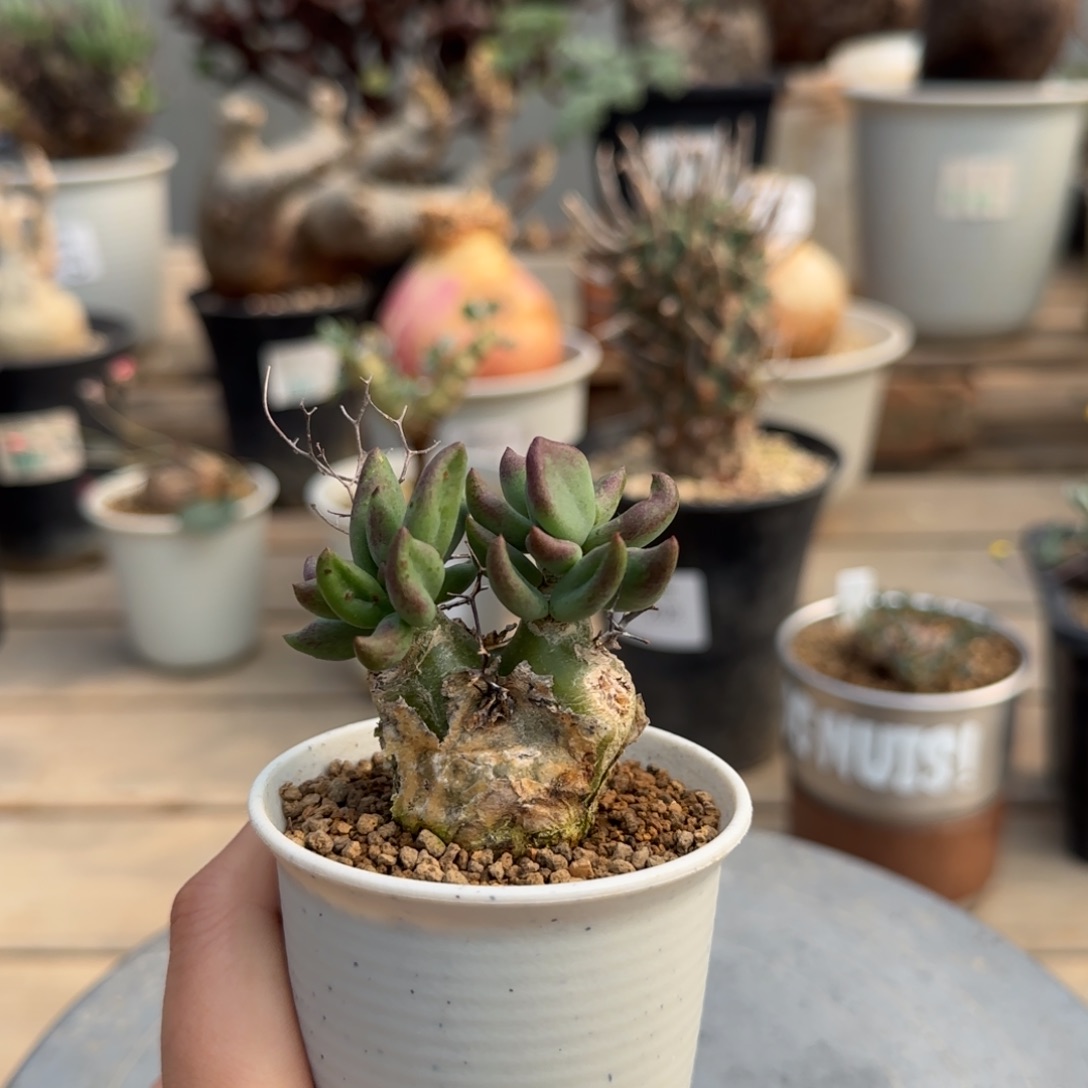 188钢丝万物想不带盆