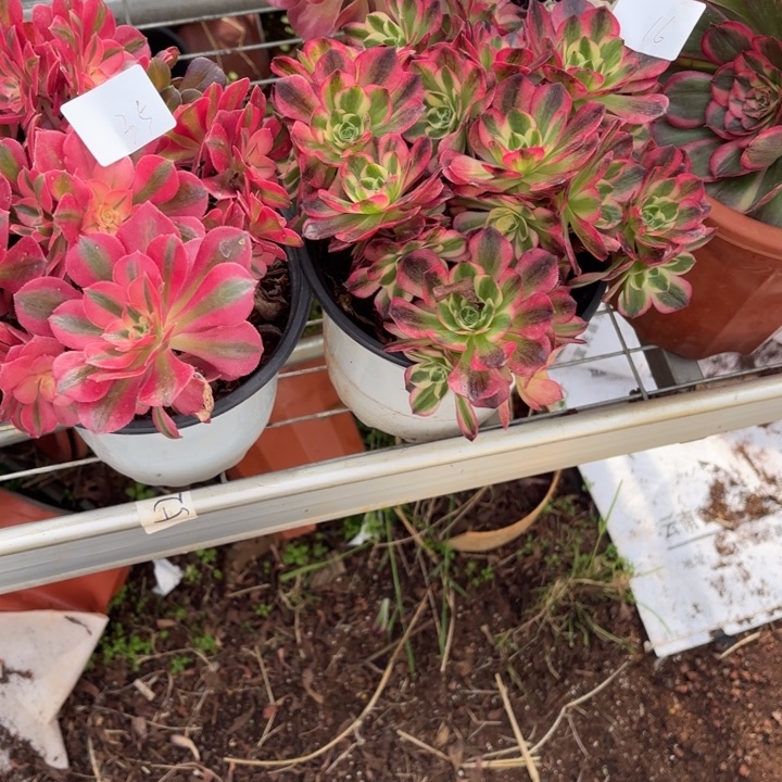 云南组合好看16号