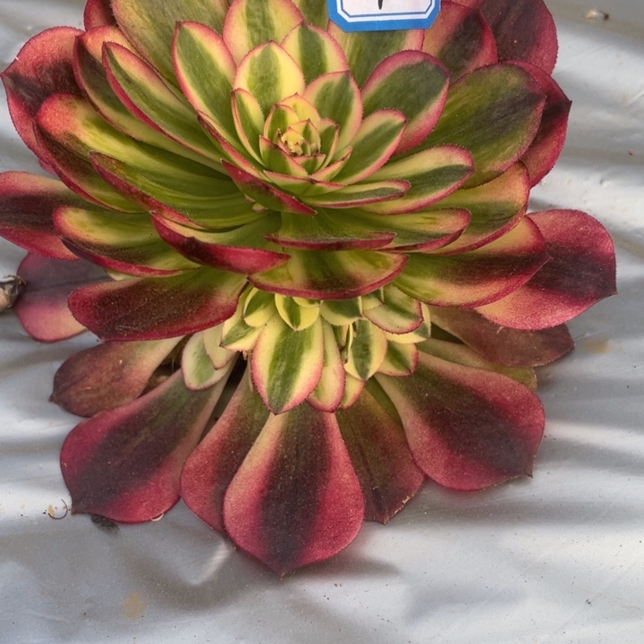 红陶1万白法师锦锦锦锦