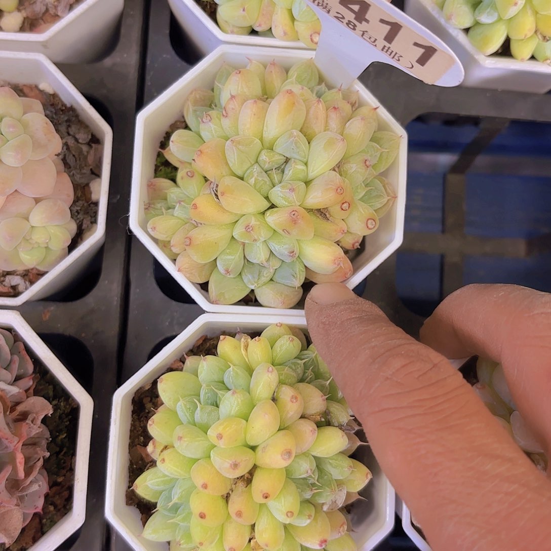 A411赢月台一物一拍