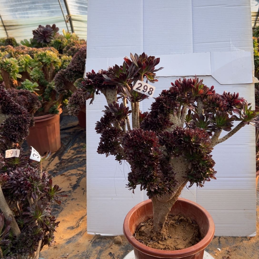 有伤黑缀298高38