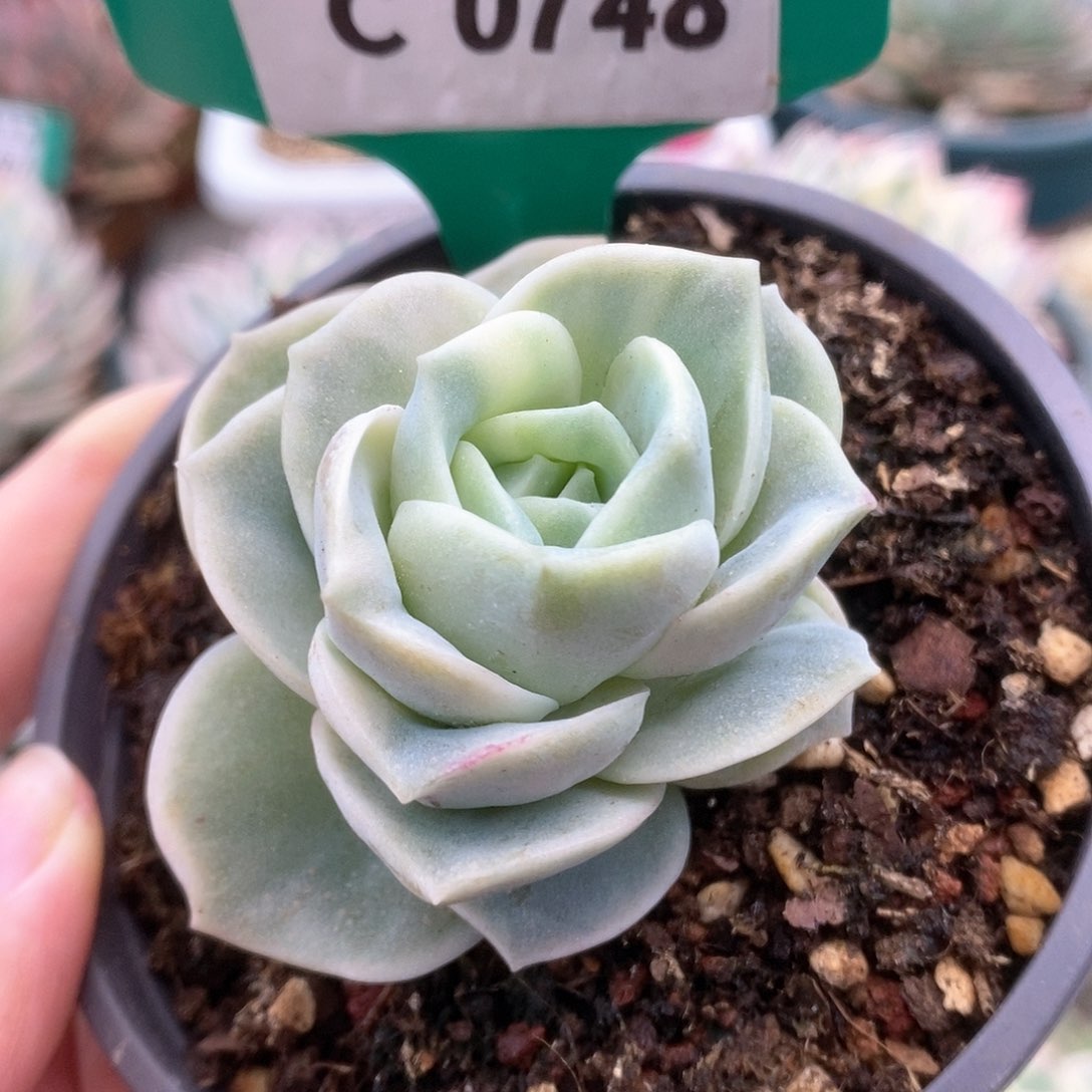 748可爱玫瑰锦锦锦锦锦