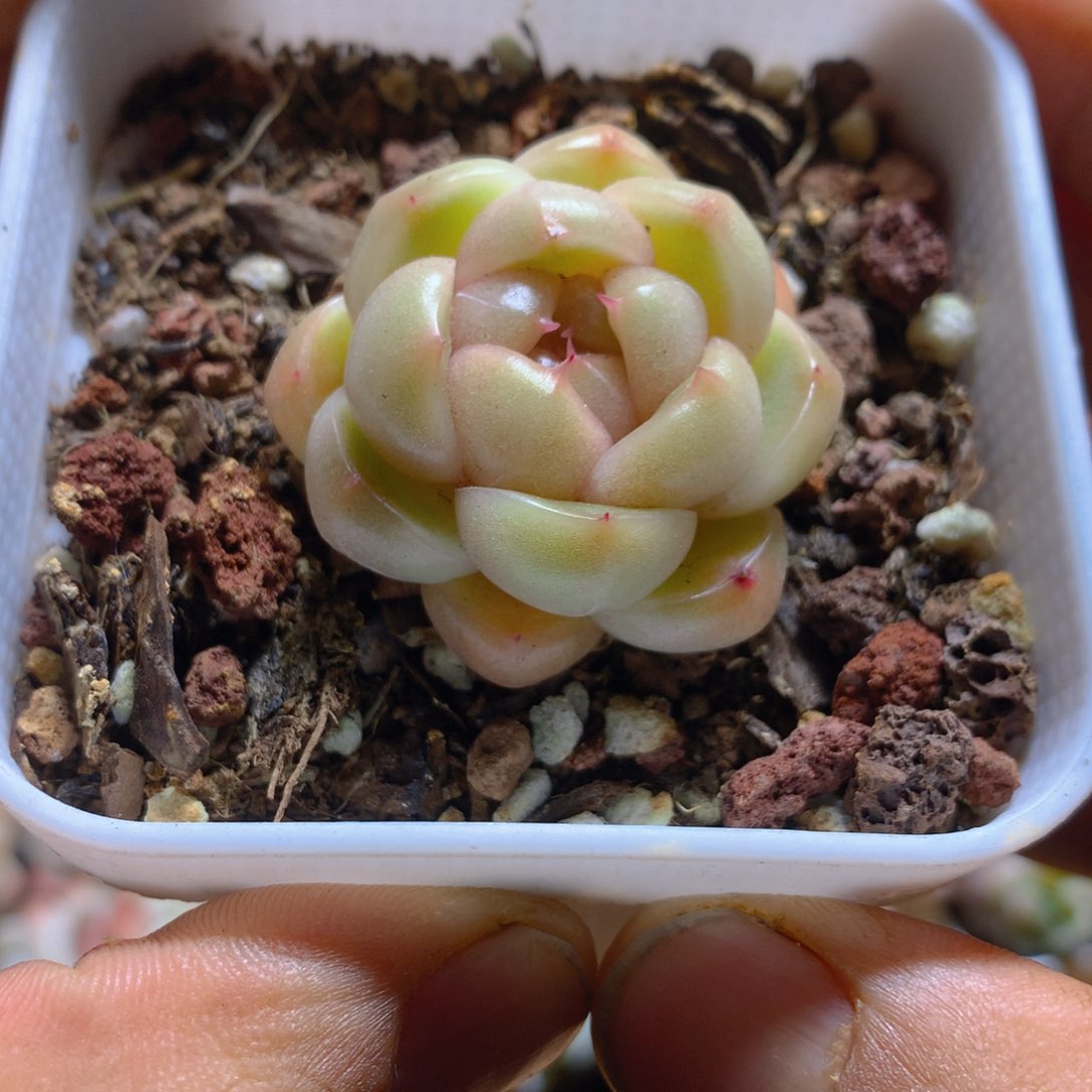 精控珍妮多肉一物一拍