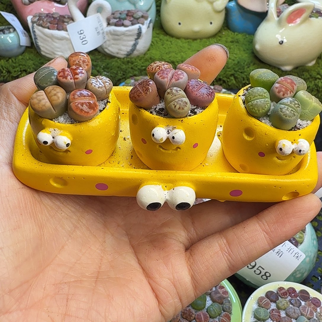 多肉植物福利冲964