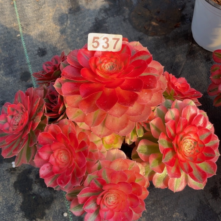 537老庄多肉法师倾城