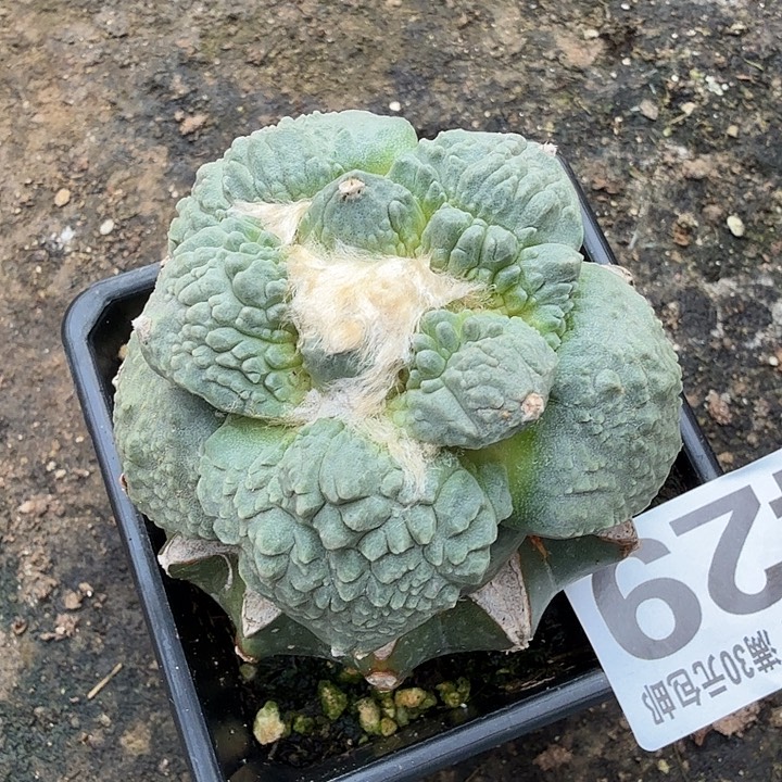 无花朵429白肌哥怒牡丹东三