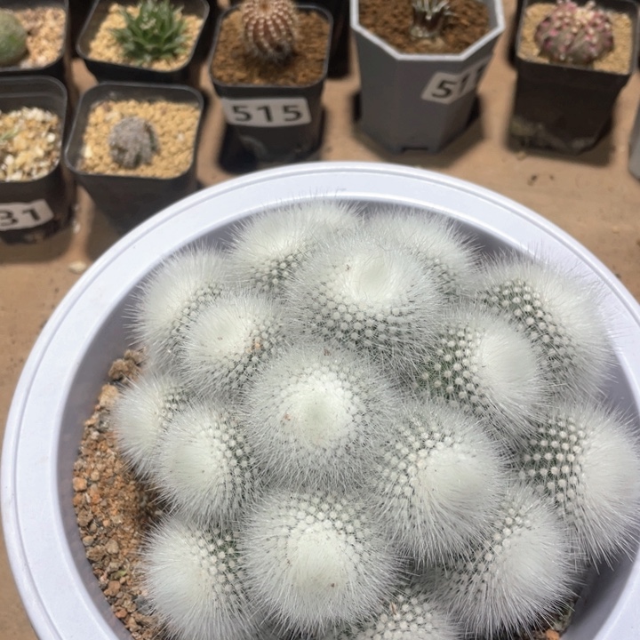 527超大白小丁多头群