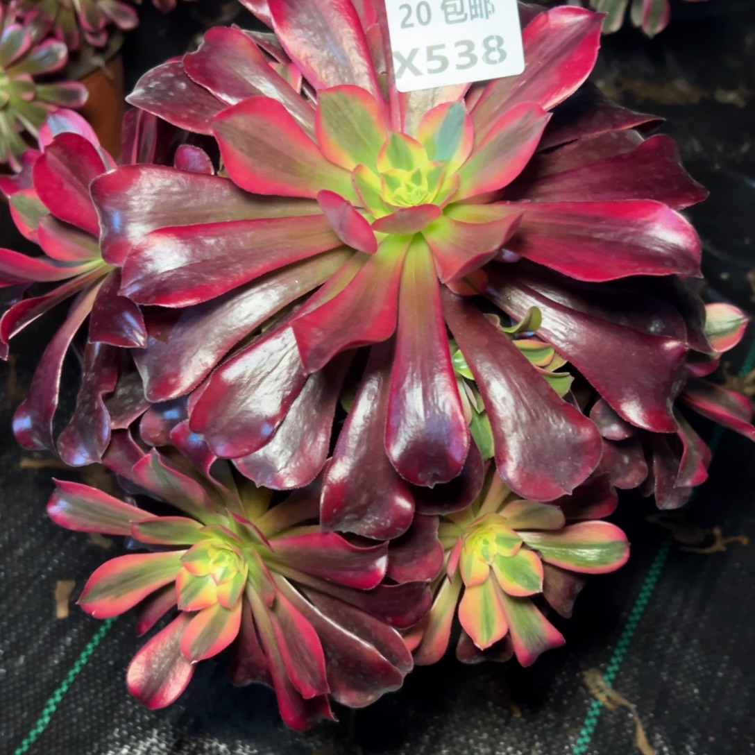 538凤冠，满20包邮