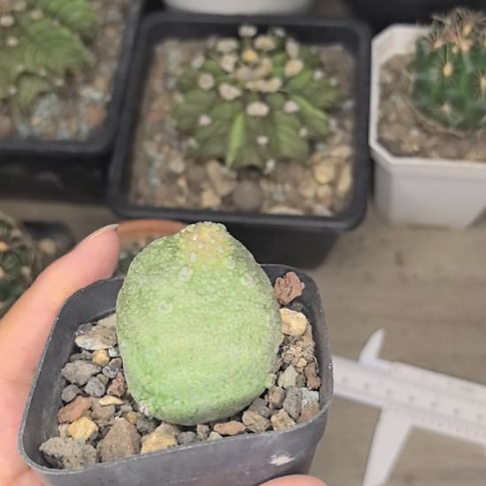 【瑕疵特价】凝蹄玉直径3高3球顶有点徒