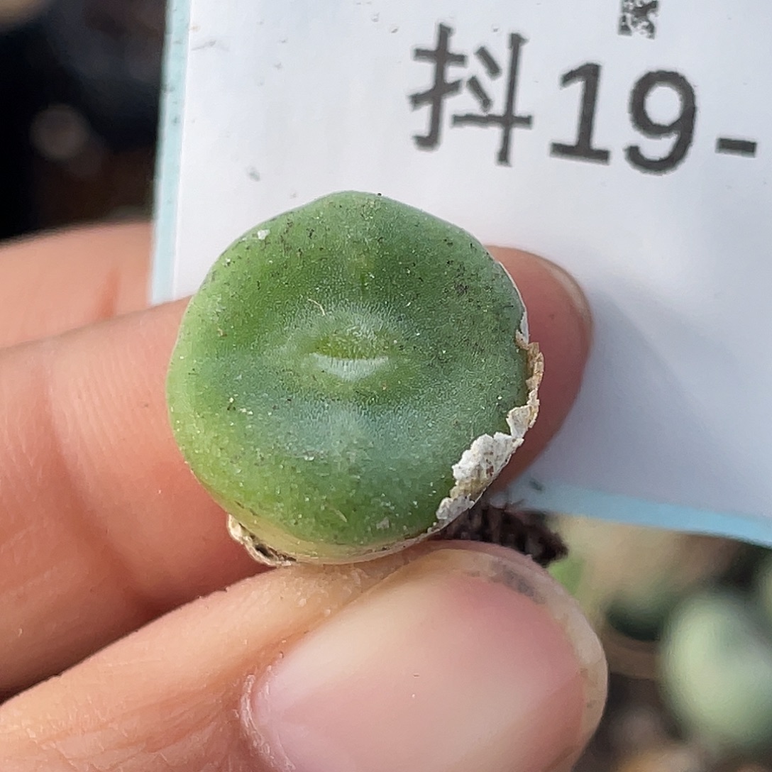 19-4毛钮扣多肉植物