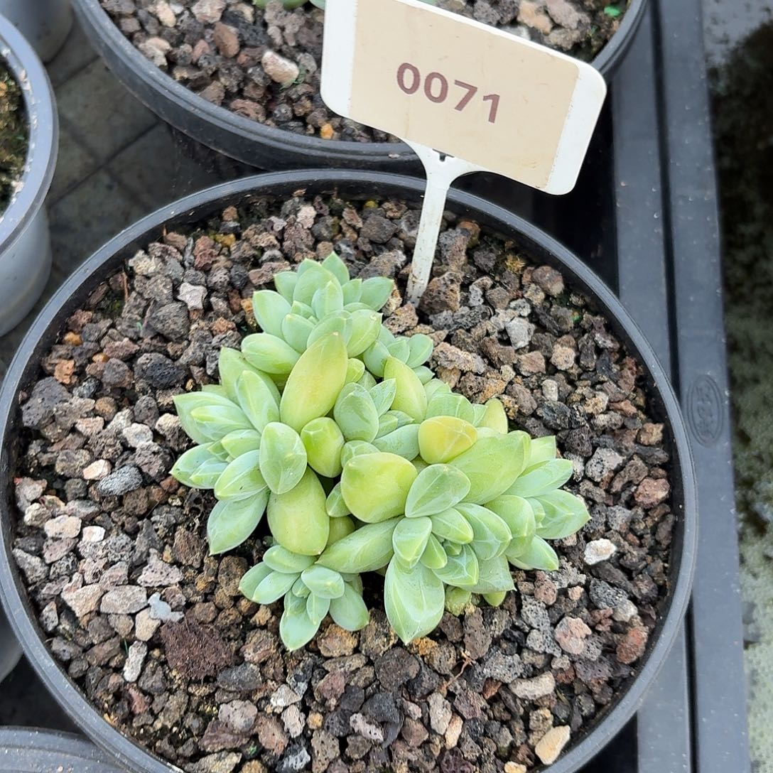 青花瓷12345671890189